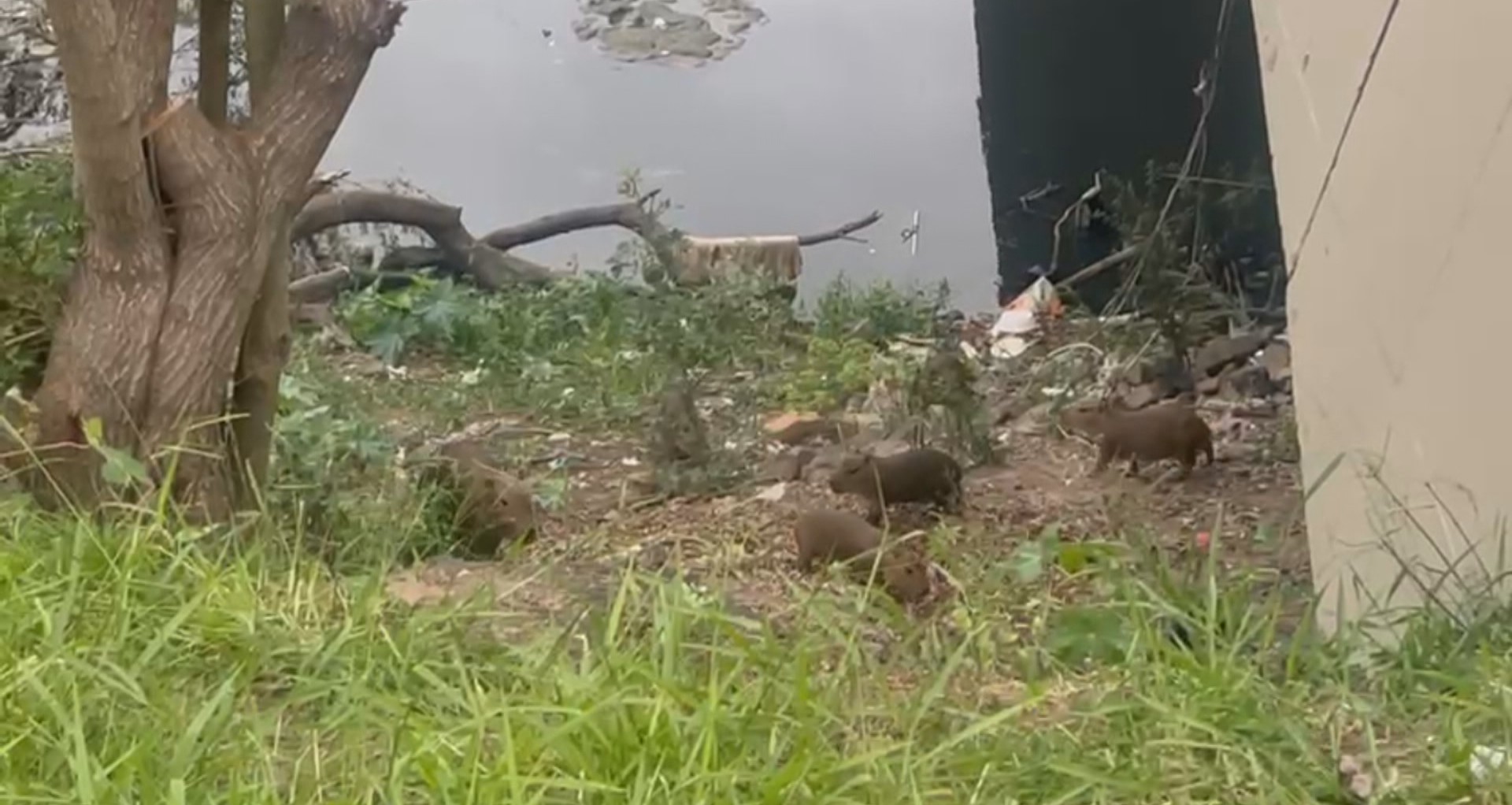 Família de capivaras é avistada às margens do Arroio Dilúvio, em Porto Alegre; VÍDEO